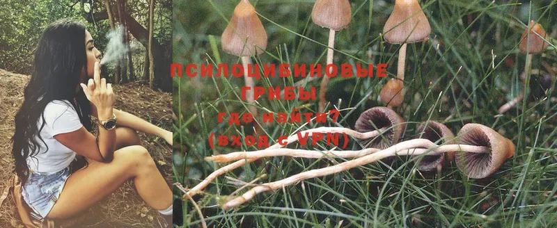 Псилоцибиновые грибы Psilocybine cubensis  Анадырь 